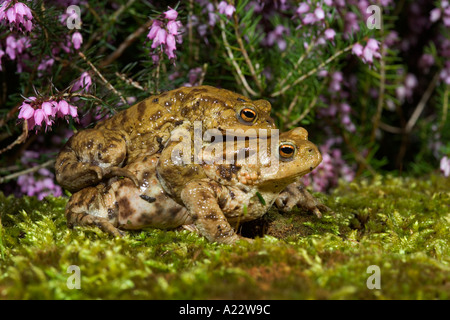 Gemeinsamen Kröte Bufo Bufo männlich und Femail gepaart auf Moos bedeckt Rock Potton bedfordshire Stockfoto