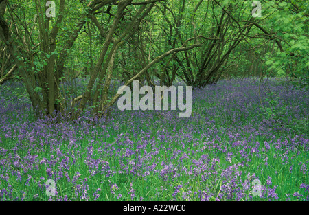 Wald-Boden bedeckt mit Glockenblumen Endymion nicht Scripus UK Stockfoto