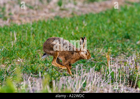 Brauner Hase Lepus Europaeus quer über Stoppeln Feld Therfield hertfordshire Stockfoto