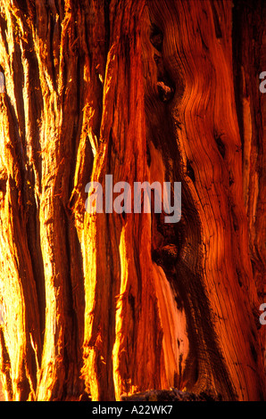 Eine Nahaufnahme von der leuchtend rote Rinde von einem riesigen Redwood-Baum Stockfoto
