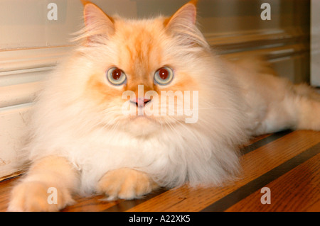 Lange Haare weiße Perserkatze Indoor-Porträt Stockfoto