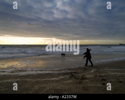 Spiel mit dem Hund am Strand von Vlissingen Zeeland in den Niederlanden Stockfoto