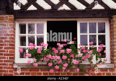 Architektur der Normandie. Fachwerk und Ziegelhaus. Colombage. Gitter Fenster Blume Box rosa Geranien. Nahaufnahme. Frankreich Cabourg Normandie Cote Fleurie Stockfoto