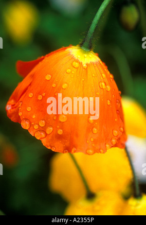 Regentropfen auf Mohn. Wildblumen. Papaver Rhoeas mit Wassertropfen auf dem gebogenen Kopf. Krautige jährliche Wildpflanze in British Columbia, Kanada. Stockfoto