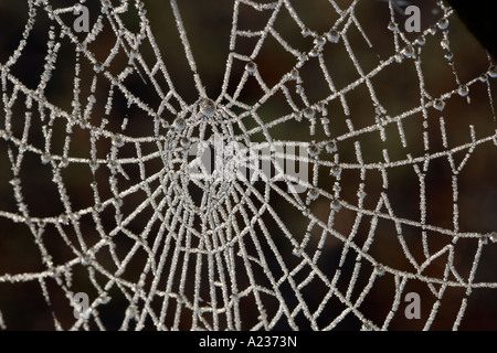 Gefrorene Tautropfen auf einem Spinnen-Netz Stockfoto