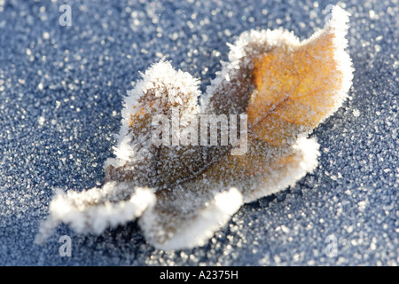 Eichenblatt an einem sonnigen Wintermorgen in Eiskristallen bedeckt. Stockfoto