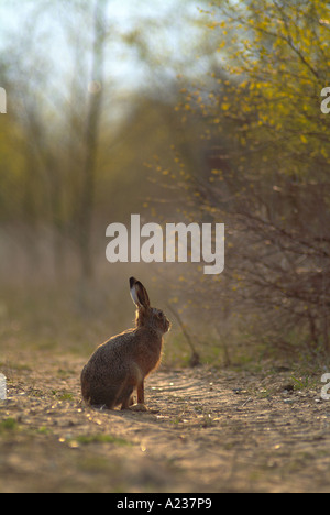 Feldhase (Lepus Europaeus). Stockfoto