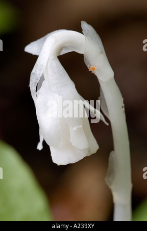 Indian Pipe Blume Stockfoto