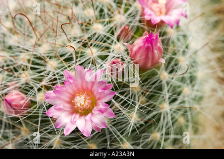 Detail der kleinen Blüten auf einem Kaktus Stockfoto
