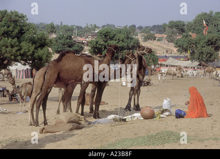 Eine Rajasthani-Frau mit ihrem Kamel auf der Pushkar jährliche Messe, Ajmer, Rajasthan, Indien Stockfoto