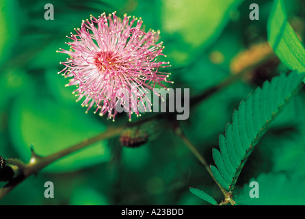 Mimose. "Berühre mich nicht" Blume mit offenen Blätter. Goa, Indien. Stockfoto