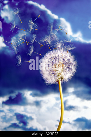 Löwenzahn Blumensamen im wind Stockfoto