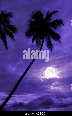 Kokosnuss-Palmen im Mondlicht Tobago Carabbean Stockfoto