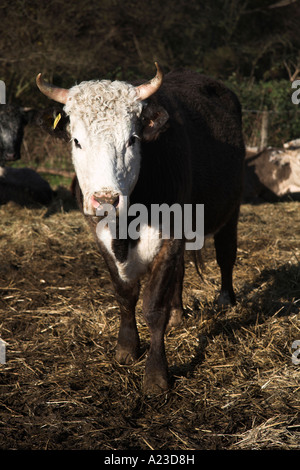 Braun und weiß konfrontiert Hereford Bullock nahe Winter Butley, Suffolk, England Stockfoto