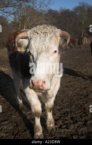 Braun und weiß konfrontiert Hereford Bullock nahe Winter Butley, Suffolk, England Stockfoto