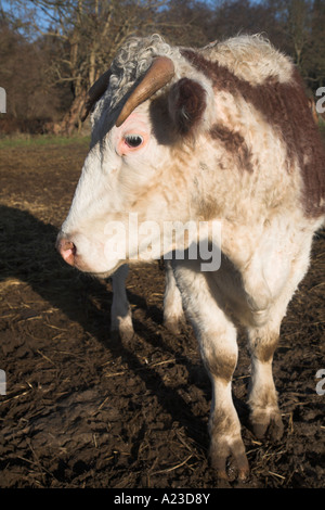 Braun und weiß konfrontiert Hereford Bullock nahe Winter Butley, Suffolk, England Stockfoto