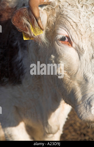 Braun und weiß konfrontiert Hereford Bullock nahe Winter Butley, Suffolk, England Stockfoto