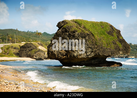 Riesigen Moos bedeckt Rock, Bathseba, St. Joseph, Barbados Stockfoto