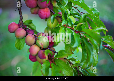 Unreife Pflaumen beginnen, auf Farbe hängen vom Baum zu nehmen Stockfoto