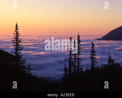 Silhouette Bäume und Nebel im Morgengrauen Hurricane Road Olympic Nationalpark Washington USA Stockfoto