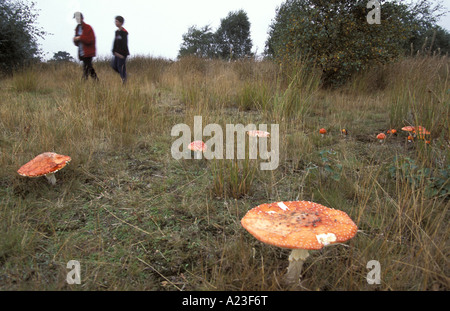 Fliegenpilz-Pilze auf Hatfield Moor National Nature Reserve South Yorkshire England Stockfoto
