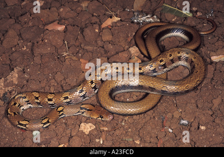 MONTANE KINKERLITZCHEN Schlange Coelognathus Helena Monticollaris. Nicht giftig. Gemeinsamen Pune, Maharashtra, Indien. Stockfoto