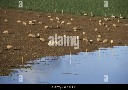 Schafe in überfluteten Schlamm Feld neben Fluss Wye nach dem Fluss platzt die Ufer in der Nähe von Goodrich Herefordshire, England Stockfoto