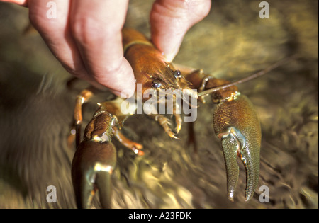 Signal Flusskrebsen Pacifastacus Leniusculus in Hand gefangen im Fluß Lambourn in der Nähe von Newbury Berkshire Invasive Arten Stockfoto