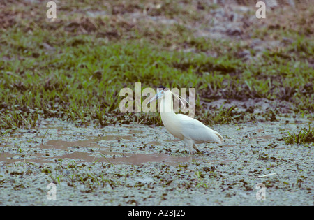 Angeschnittene Ärmel Heron Pilherodius pileatus Stockfoto