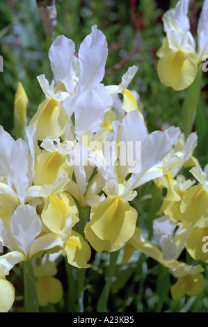 aufrechte weiße und gelbe Iris Stockfoto