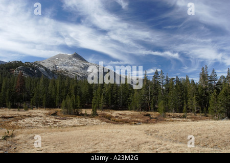 Cirruswolken und Wald, in der Nähe von Tioga Pass im Yosemite National Park. Stockfoto