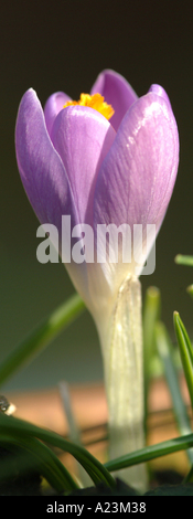 Blassen lila Crocus Whitewell Purple im zeitigen Frühjahr blühen in einem Garten Cheshire England Vereinigtes Königreich UK Stockfoto