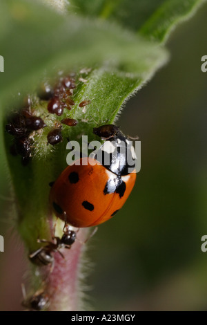 Ein sieben gefleckten Marienkäfer frisst Blattläuse und wird von Ameisen, die schützen die Blattläuse (Lasius Niger, schwarze Garten Ameise) angegriffen Stockfoto