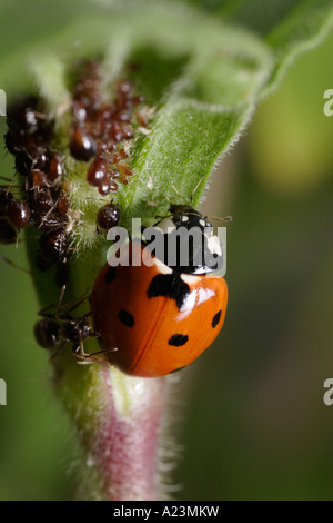 Ein sieben gefleckten Marienkäfer frisst Blattläuse und wird von Ameisen, die schützen die Blattläuse (Lasius Niger, schwarze Garten Ameise) angegriffen Stockfoto