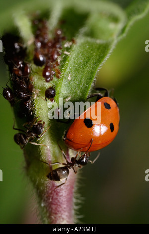 Eine sieben vor Ort Marienkäfer wird von Ameisen (schwarze Garten Ameise Lasius Niger und Coccinella Septempunctata) angegriffen, während des Essens Blattläuse Stockfoto
