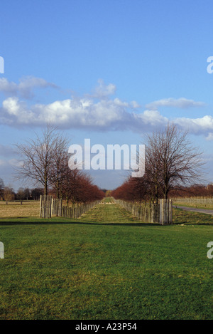 Eine Allee von Bäumen und eine Herde von Hirschen in Ferne im Hause Park Hampton Court Surrey England Stockfoto