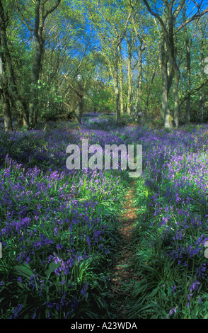 Bluebell Holz in der Nähe von Kirche Stretton Shropshire im Mai England UK GB Stockfoto