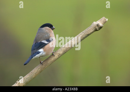 Weiblichen Gimpel Pyrrhula pyrrhula Stockfoto