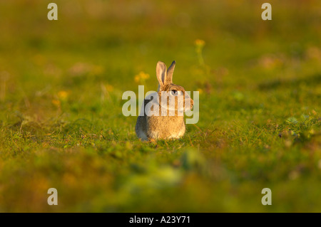 Europäische Kaninchen Oryctolagus Cuniculus in Feld mit warmem Licht Stockfoto
