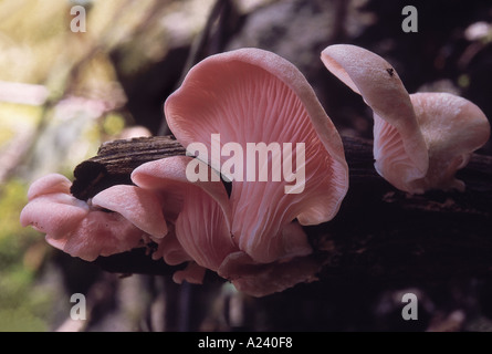 Pleurotus SP. Klasse: Homobasidiomycetes. Serie: Hymenomycetes. Bestellung: Agaricales. Einige Sorten von Austernpilzen sind rosa Stockfoto