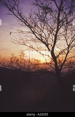 Silhouette eines Baumes gegen Sonnenuntergang. Stockfoto