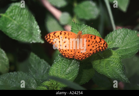 Gemeinsamen Leopard Phalanta entnehmen Sie bitte Phalantha schnell fliegenden Schmetterling Waldgebiete Indiens. Nymphalidae: Pinsel Footed Stockfoto