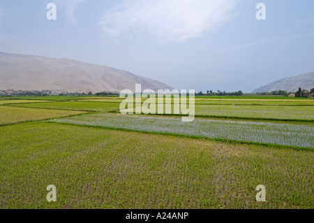 Eine üppige Grünfläche von Reisfeldern in Peru, wo die lokalen Arbeiter einer Reisernte ernten. Stockfoto