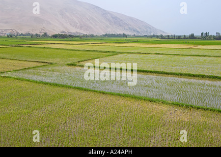 Eine üppige Grünfläche von Reisfeldern in Peru, wo die lokalen Arbeiter einer Reisernte ernten. Stockfoto