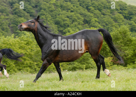 Warmblutpferd Warmblüter Pferd Stockfoto, Bild 10403231 Alamy