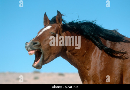 Namibischen Wildpferde Wildpferde in Namibia Afrika Stockfoto