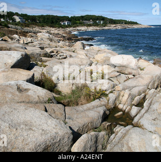 Wildblumen wachsen an der felsigen Küste Kathedrale Felsen Rockport Massachusetts, USA Stockfoto