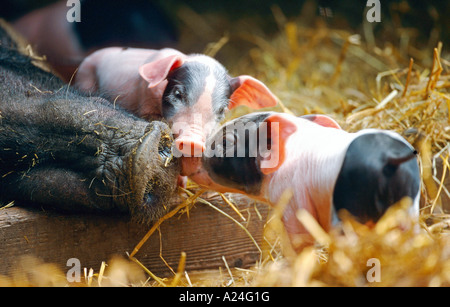 Schwäbisch Haellisches Landschwein Schwäbisch Haellisch Schwein in Süddeutschland Stockfoto