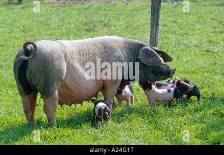 Schwäbisch Haellisches Landschwein Schwäbisch Haellisch Schwein in Süddeutschland Stockfoto