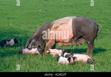 Schwäbisch Haellisches Landschwein Schwäbisch Haellisch Schwein in Süddeutschland Stockfoto